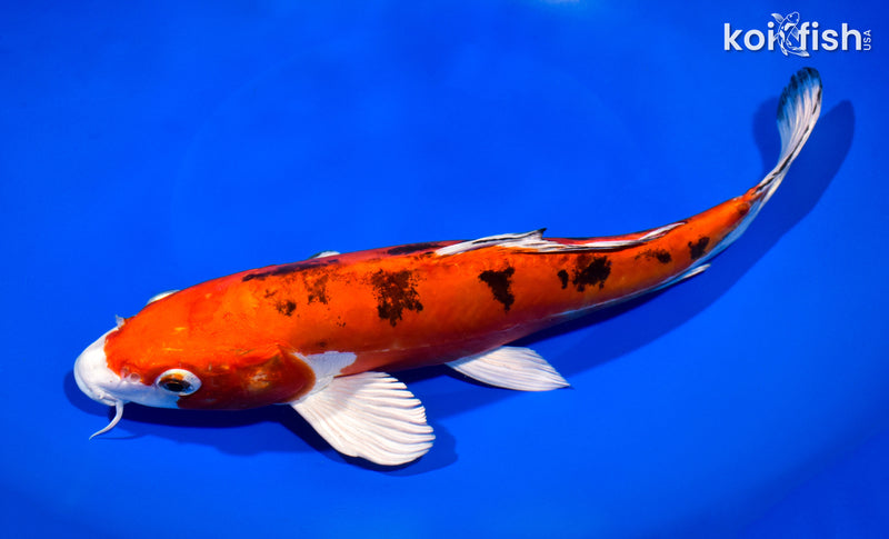 10.75" HEISEI NISHIKI