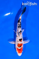 6" YAMATO NISHIKI
