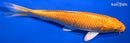 6.75" ORENJI OGON