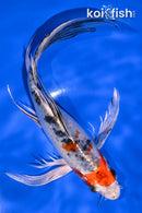 8" YAMATO NISHIKI BUTTERFLY