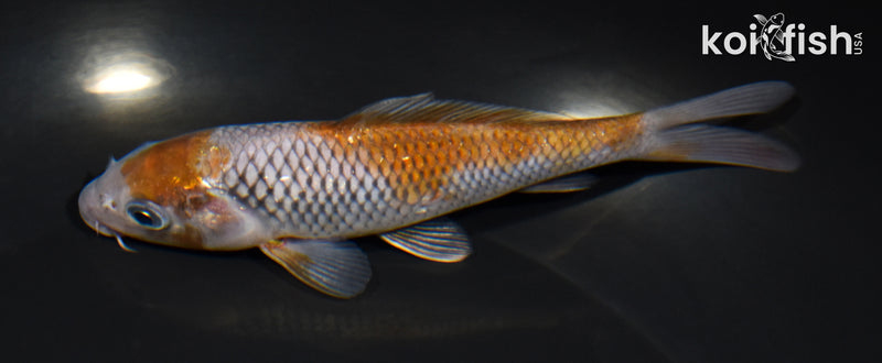 5.25" OCHIBA SHIGURE