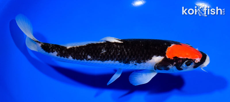7.5" GOSHIKI