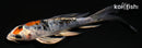 5" YAMATO NISHIKI BUTTERFLY
