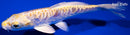 5.75" DOITSU YAMABUKI OGON