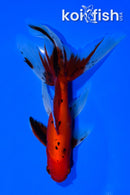 5.75" WATONAI GOLDFISH