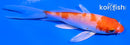4" HARIWAKE BUTTERFLY