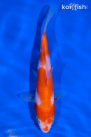 5.5" KOHAKU