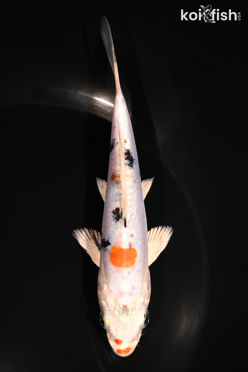 5.5" HEISEI NISHIKI