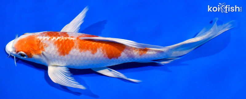 7" HARIWAKE BUTTERFLY