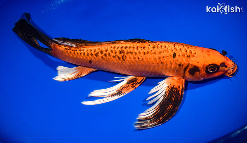 14" ORENJI MATSUBA BUTTERFLY