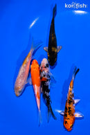 PACK OF (5) 4-5" STANDARD KOI