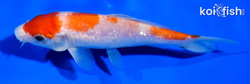 5" GINRIN KOHAKU