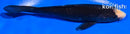 5.5" HAGESHIRO