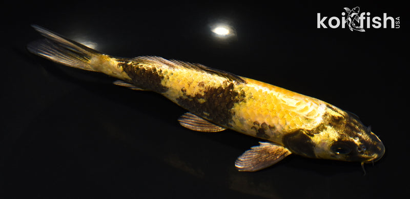 7.75" KIN KI UTSURI