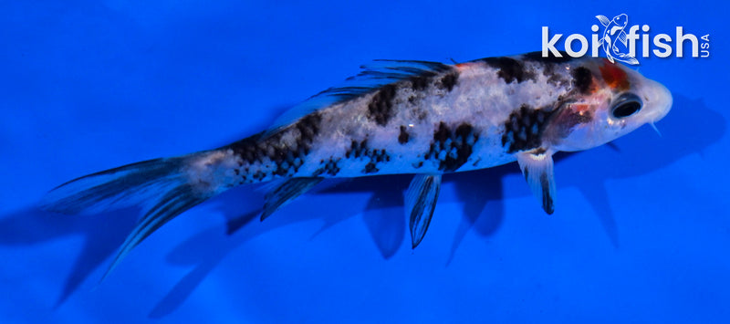 4.5" BENI MATSUKAWABAKE