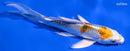 5" YAMATO NISHIKI BUTTERFLY