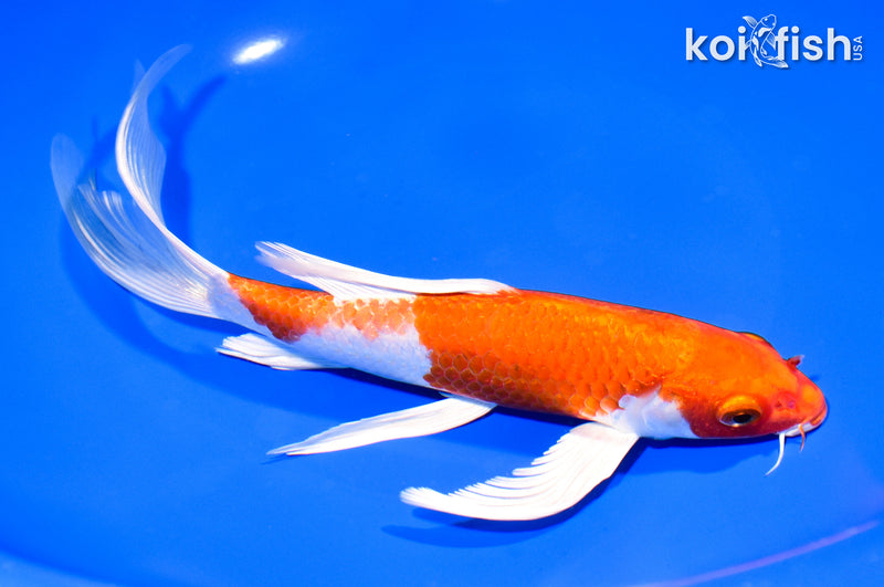 9" HARIWAKE BUTTERFLY