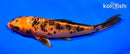 6.5" ORENJI BEKKO