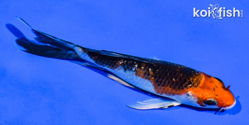 4.5" GINRIN YAMATO NISHIKI BUTTERFLY
