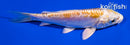 4.5" DOITSU LEMON HARIWAKE