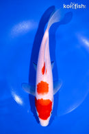 9.25" KOHAKU