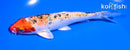 6" YAMATO NISHIKI