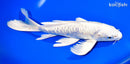 9" DOITSU PLATINUM OGON BUTTERFLY