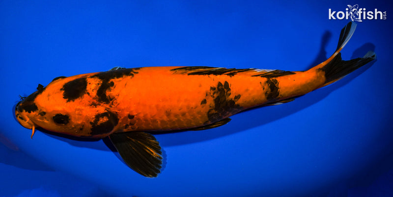 12.75" KIN HI UTSURI