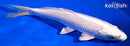 6.5" PLATINUM OGON