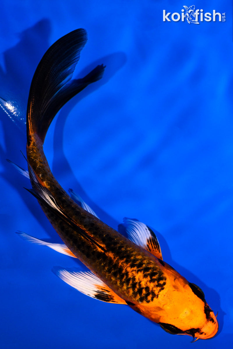 5.25" ORENJI MATSUBA BUTTERFLY