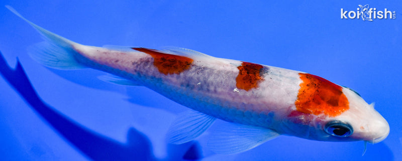 6" GOROMO