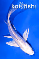 4" GINRIN DOITSU PLATINUM OGON BUTTERFLY
