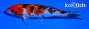 5.5" SANKE