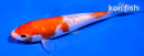 5" GINRIN KUCHIBENI KOHAKU