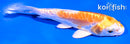 4.5" KIKUSUI