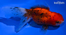 4.75" CALICO ORANDA GOLDFISH