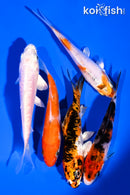 PACK OF (5) 3-4" STANDARD KOI