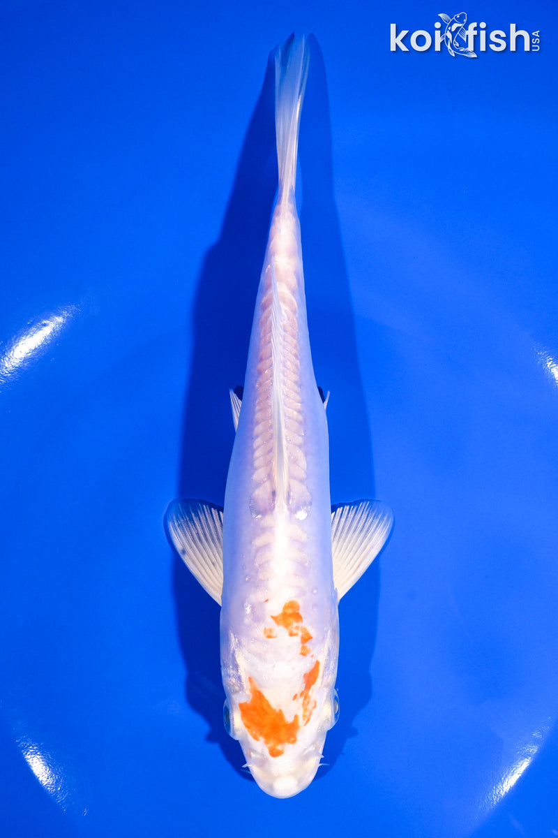 7.5" KIKUSUI