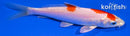 4.5" HARIWAKE