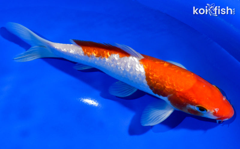 7" GINRIN KOHAKU