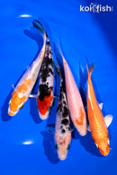 PACK OF (5) 4-5" STANDARD KOI
