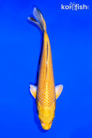 5.75" YAMABUKI OGON