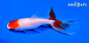 5.25" WATONAI GOLDFISH