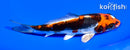 5.25" BENI KIKOKURYU