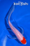 7.25" KOHAKU BUTTERFLY