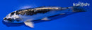 4.75" KIKOKURYU