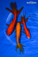 PACK OF (3) 4.5-5" WAKIN GOLDFISH