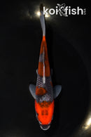 6" GOSHIKI