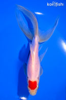 7.25" TANCHO SARASA WATONAI GOLDFISH