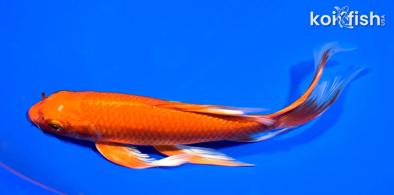 7.5" ORENJI OGON BUTTERFLY